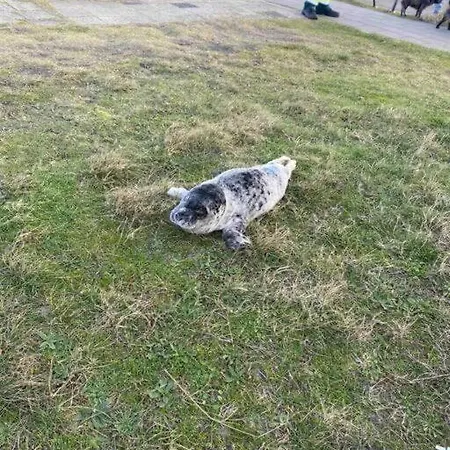 Nieuw In 2025! Modern Aan De Waddenzee *