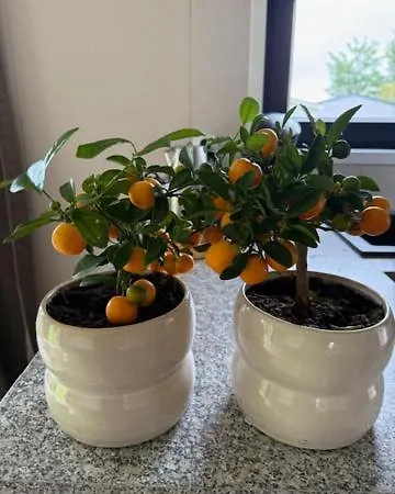 펜션 Nieuw In 2025! Modern Aan De Waddenzee *