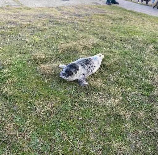 Nieuw! Modern Vakantiehuis Aan De Waddenzee *
